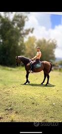 Cavallo