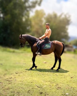 Cavallo