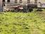 Immagine 11