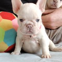 Bulldog francese cuccioli