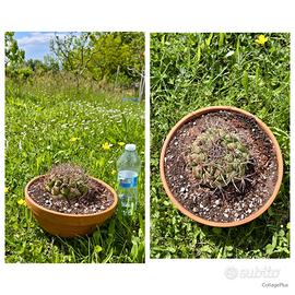 Cactus caudex pianta fiore lotto