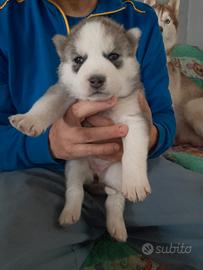 Siberian husky