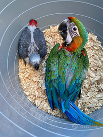 Pappagallo ara catalina e cenerino