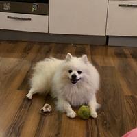 Volpino italiano per monta