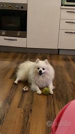 Volpino italiano per monta