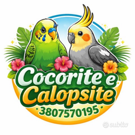 Cocorite e Calopsite