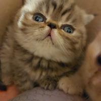 Gattini Persiani Esotici