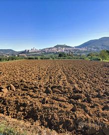 Terreno agricolo assisi