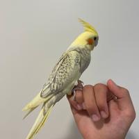 Calopsita allevata a mano