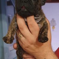 Cucciolo Bulldog francese Pedigree Enci