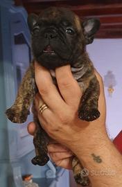 Cucciolo Bulldog francese Pedigree Enci