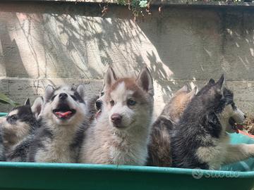 Husky