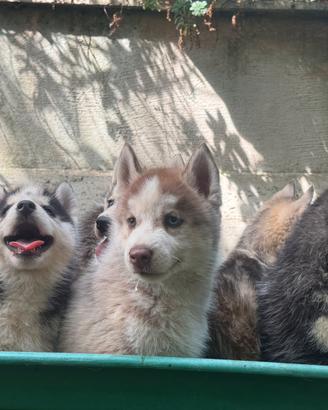 Husky