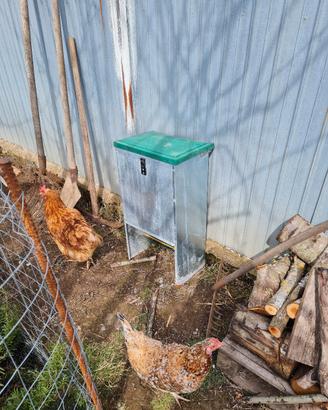 Mangiatoia automatica  Galline