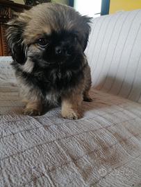 Cucciolo di pechinese