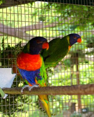 Lorichetti arcobaleno