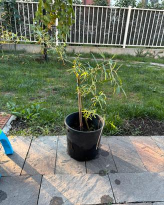 Alberello di salice piangente