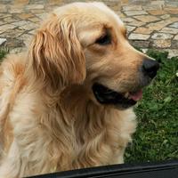 Femmina di Golden Retriever