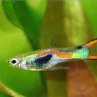 Guppy Ender