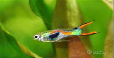 Guppy Ender