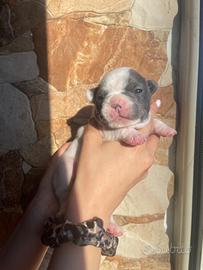 Bulldog francese