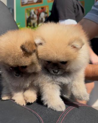 Spitz molto pelosi della Pomerania