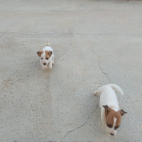 Cuccioli Jack Russell