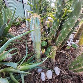 pilosocereus cactus blu 