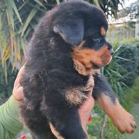 Rottweiler cuccioli