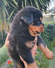 Rottweiler cuccioli