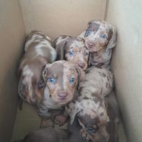 Bassotto arlecchino cioccolato cuccioli