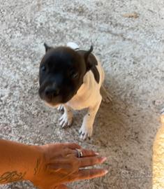 Cucciolo maschio di staffy