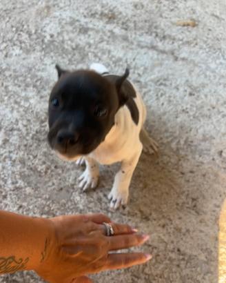Cucciolo maschio di staffy