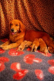 Cuccioli golden retriever americano