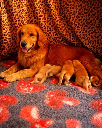 Cuccioli golden retriever americano