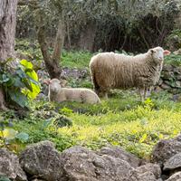 Agnello Ile de France