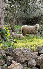Agnello Ile de France