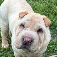 Shar Pei maschio Crema