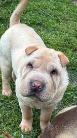 Shar Pei maschio Crema