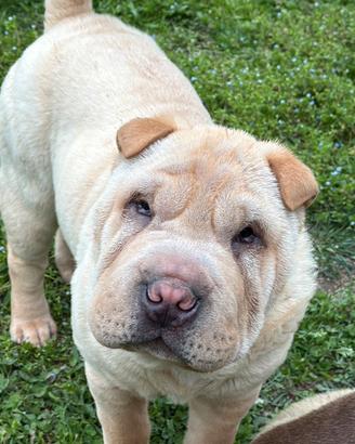 Shar Pei maschio Crema