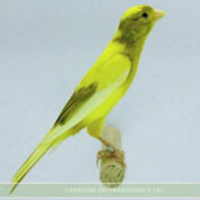 Coppie canarini spagnoli