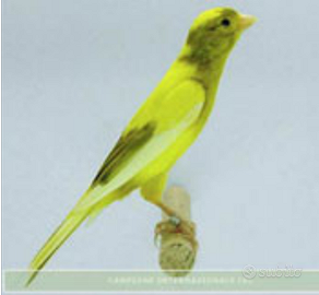 Coppie canarini spagnoli