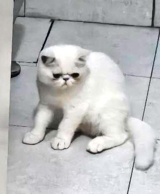 Gattini persiani e exotic shorthair