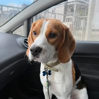 Beagle 1 anno
