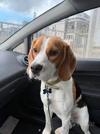 Beagle 1 anno