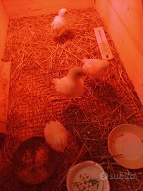 Pulcini livornesi e rosse