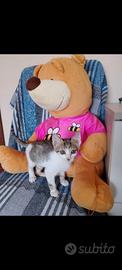 Gattino Leo