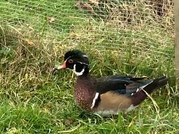 Giovane maschio di anatra sposa/carolina