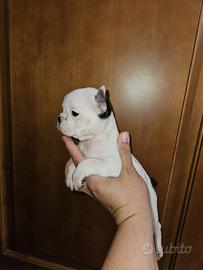 Bulldog Francese caille mini