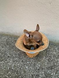 Cucciolo di Pinscher